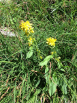 [Sass dela vecia - Via Solidago]